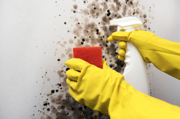 Best Attic Mold Removal  in Cottleville, MO