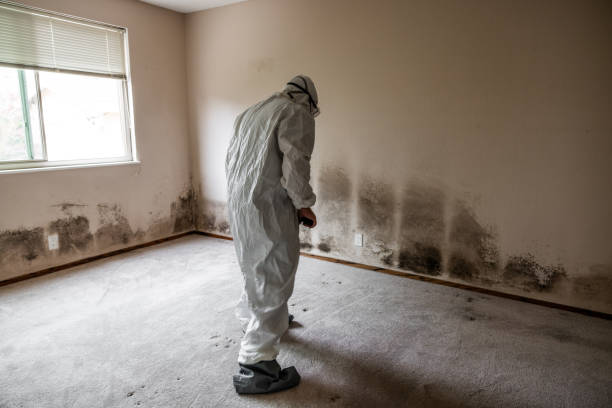 Best Mold Removal Process  in Cottleville, MO