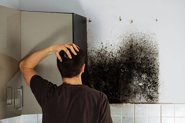 Best Mold Inspection  in Cottleville, MO