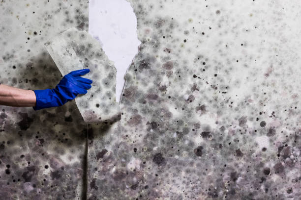 Attic Mold Removal in Cottleville, MO